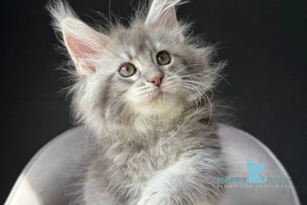 Vivi Maine Coon female black silver spotted tabby live animals