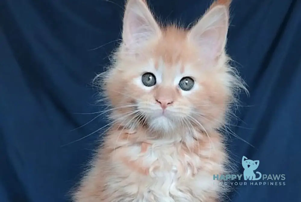 Vivi Maine Coon female red - live animals