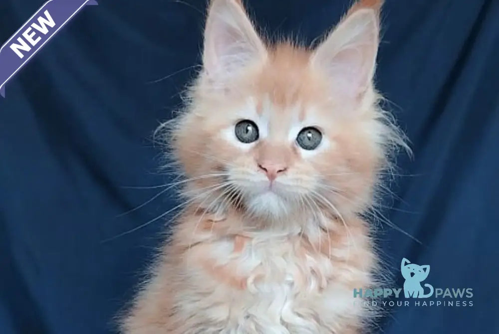 Vivi Maine Coon female red - live animals
