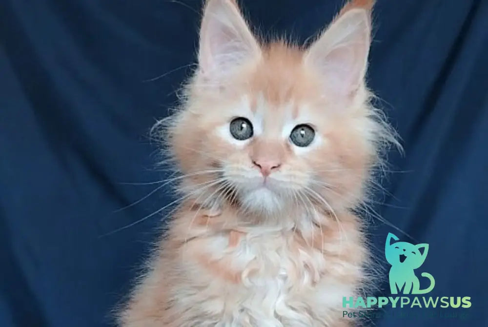 Vivi Maine Coon female red - live animals