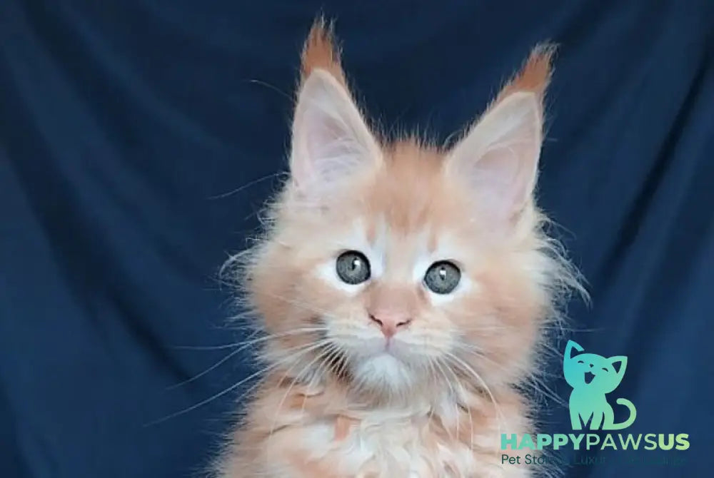 Vivi Maine Coon female red - live animals