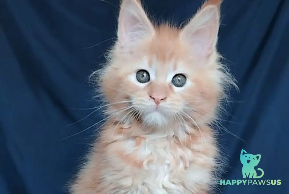 Vivi Maine Coon female red - live animals