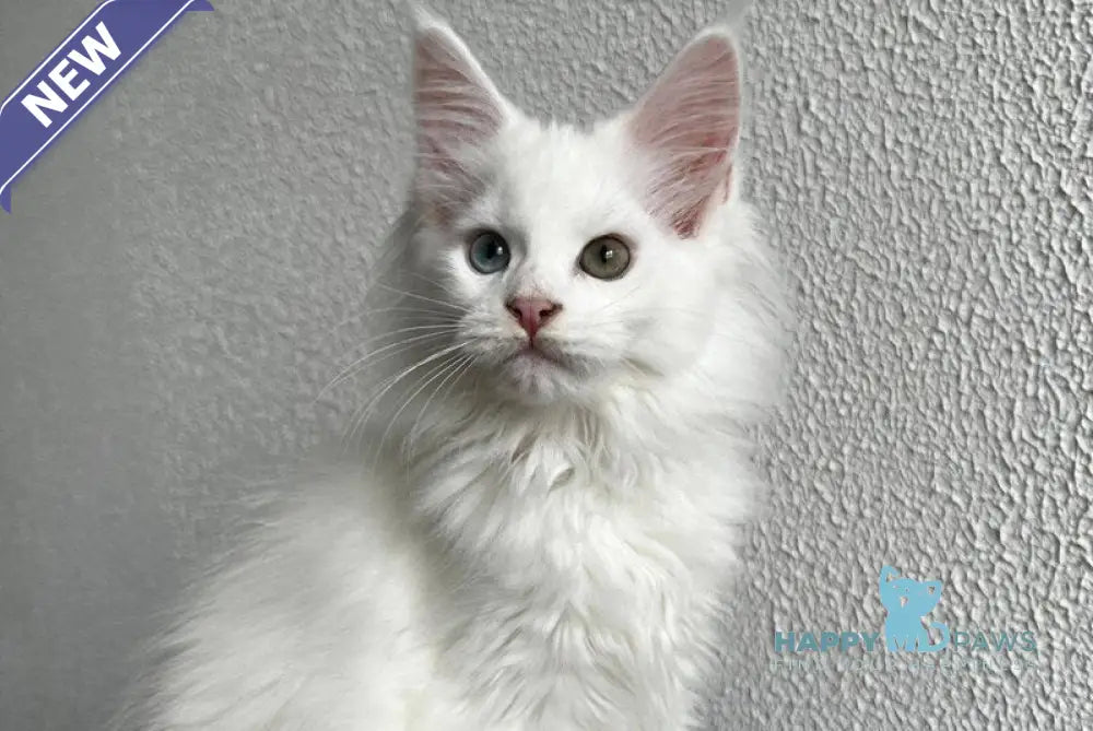 Vivi Maine Coon female white live animals