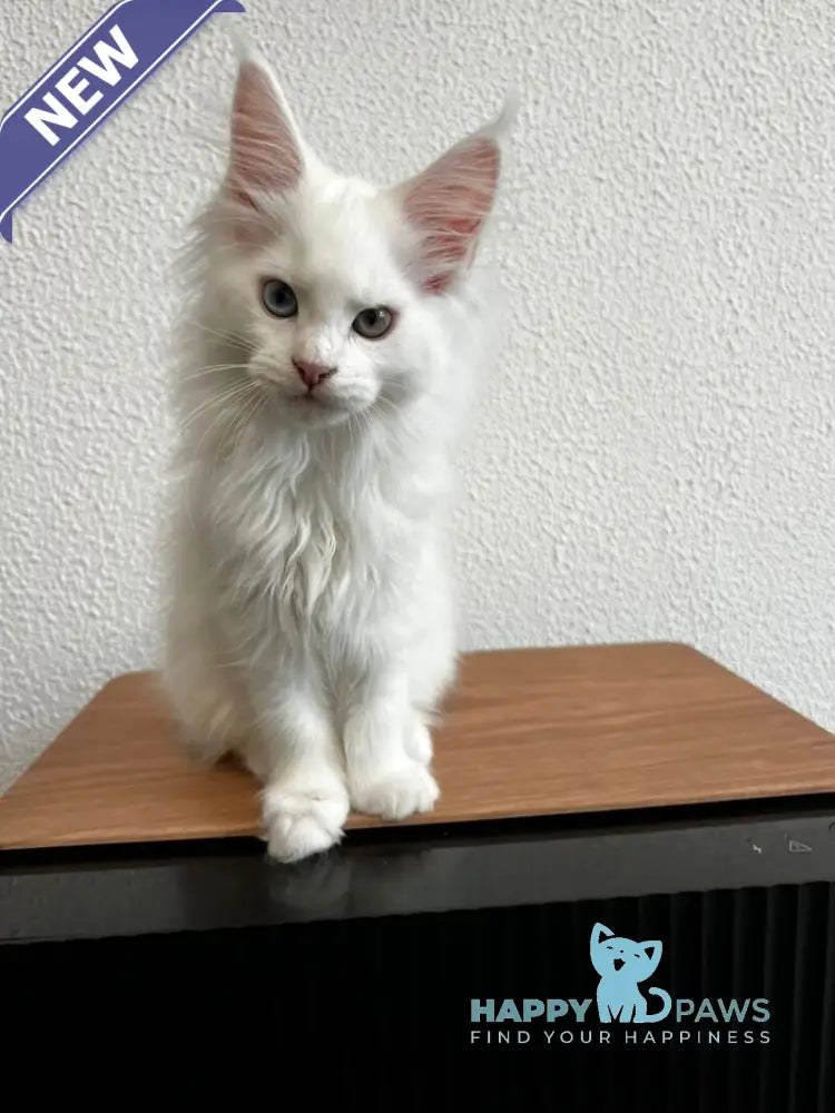 Vivi Maine Coon female white live animals