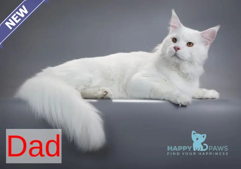 Vivi Maine Coon female white live animals