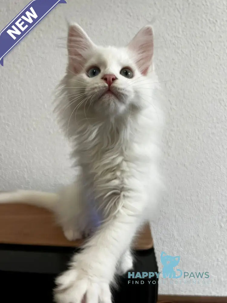 Vivi Maine Coon female white live animals