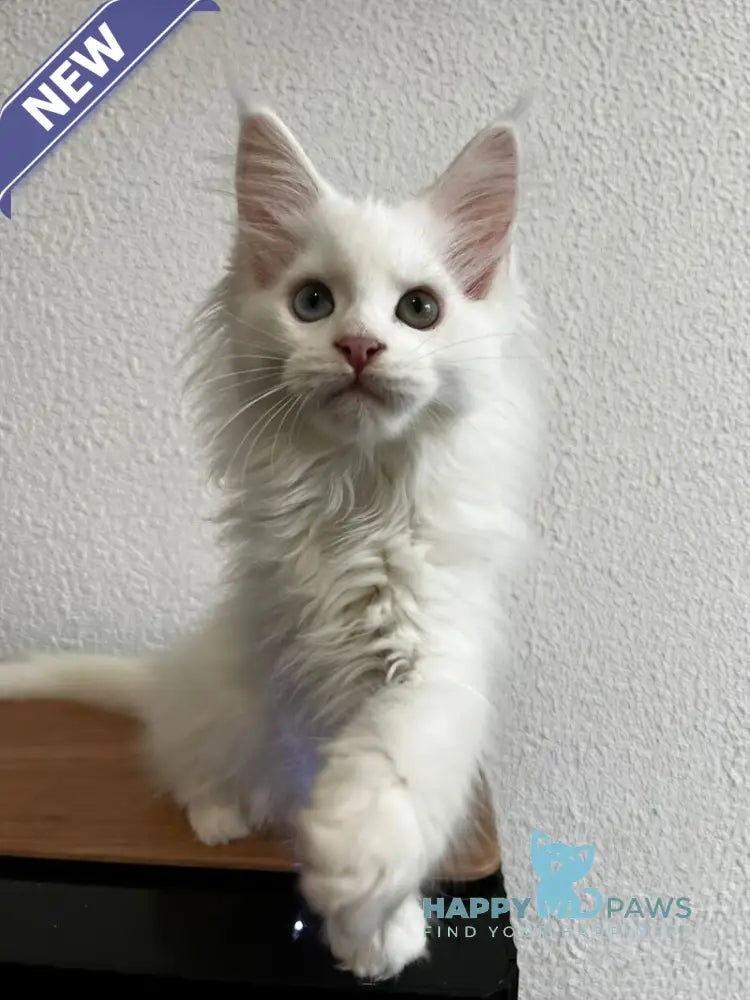 Vivi Maine Coon female white live animals