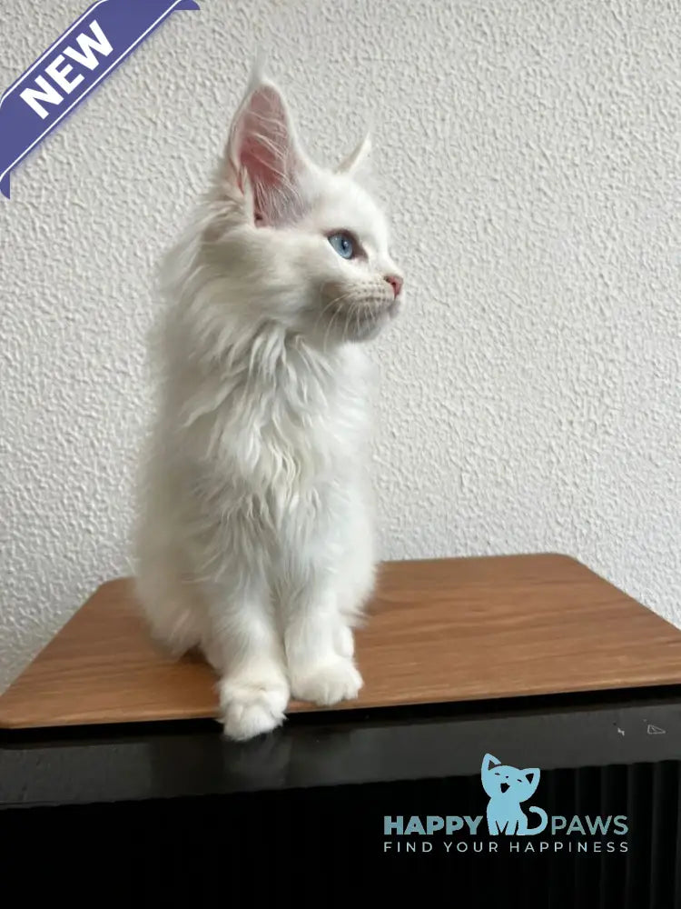 Vivi Maine Coon female white live animals