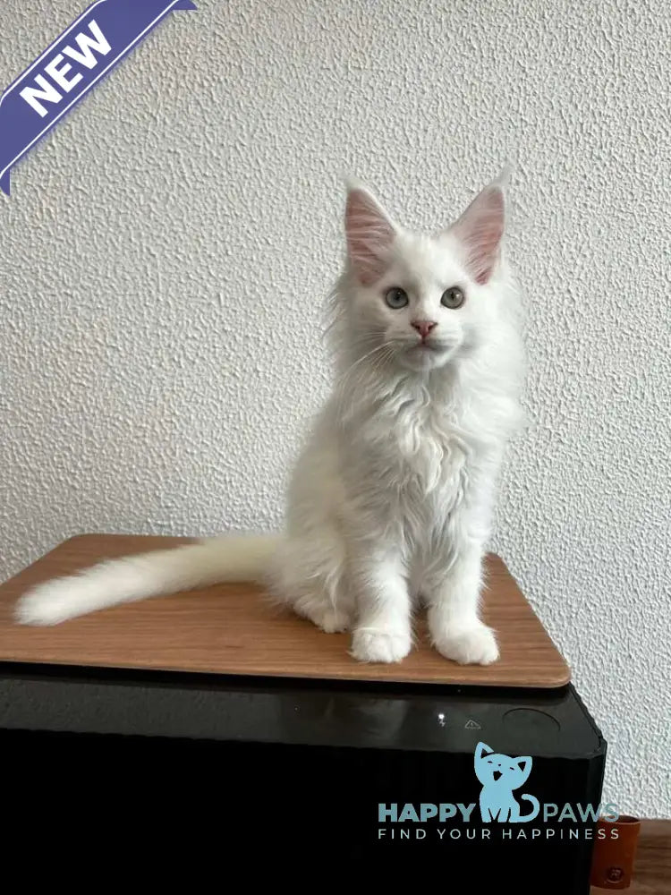 Vivi Maine Coon female white live animals