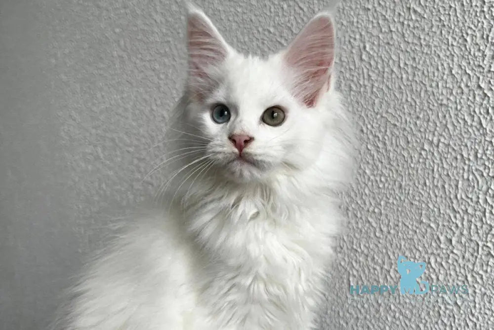 Vivi Maine Coon female white live animals