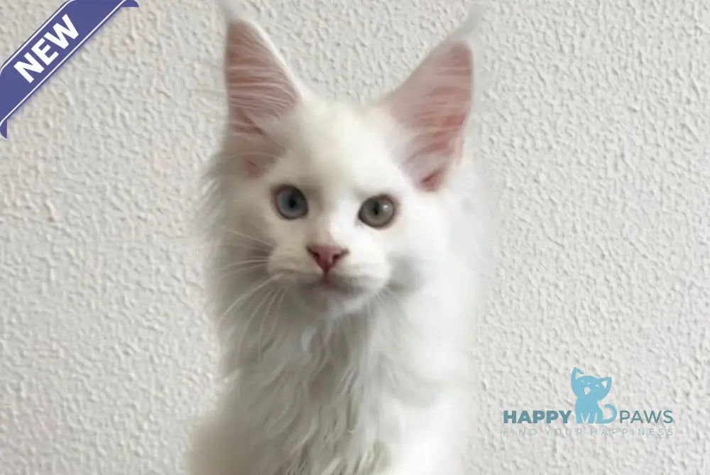 Vivi Maine Coon female white live animals