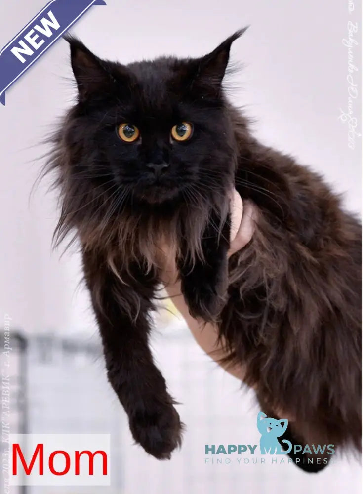 Vivi Maine Coon female white live animals