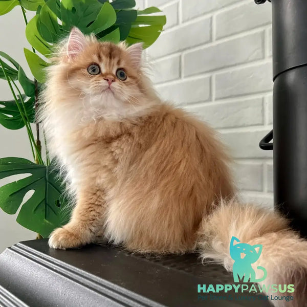 Vivian British Longhair female black golden shaded - live animals
