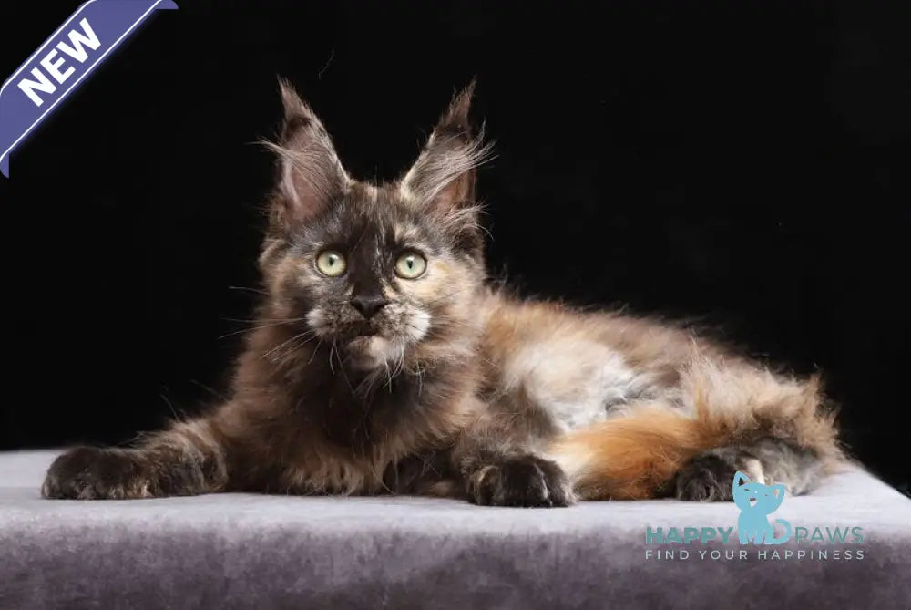 Vivian Maine Coon female black tortie silver live animals