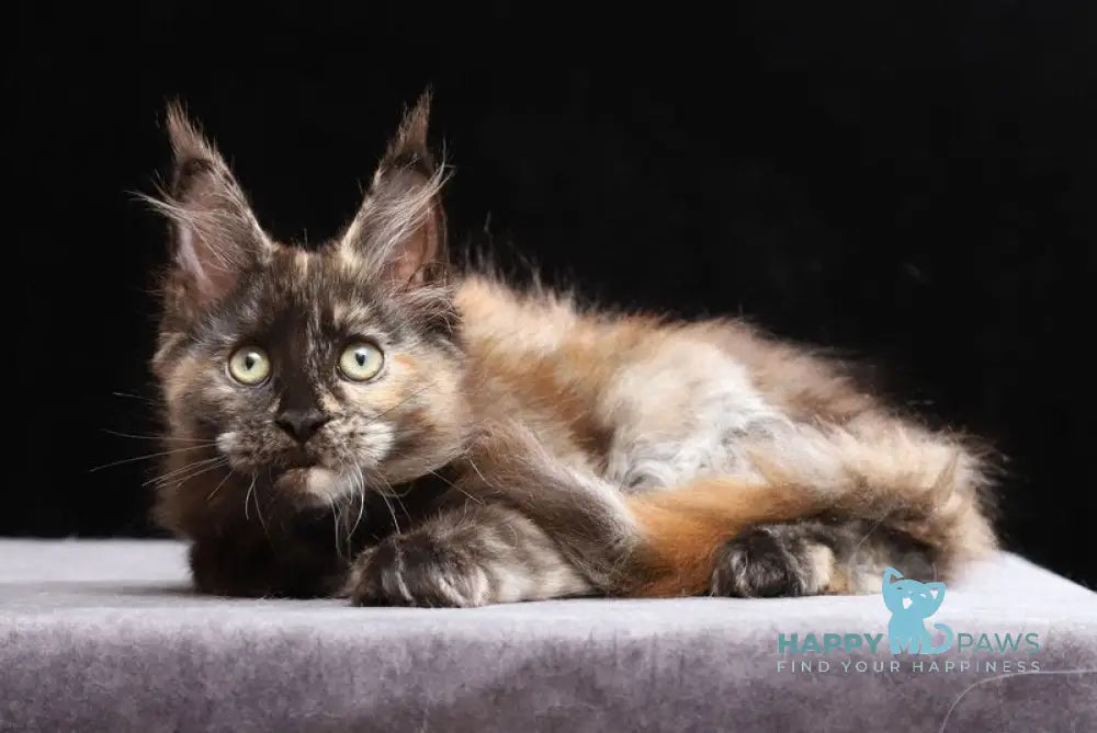 Vivian Maine Coon female black tortie silver live animals