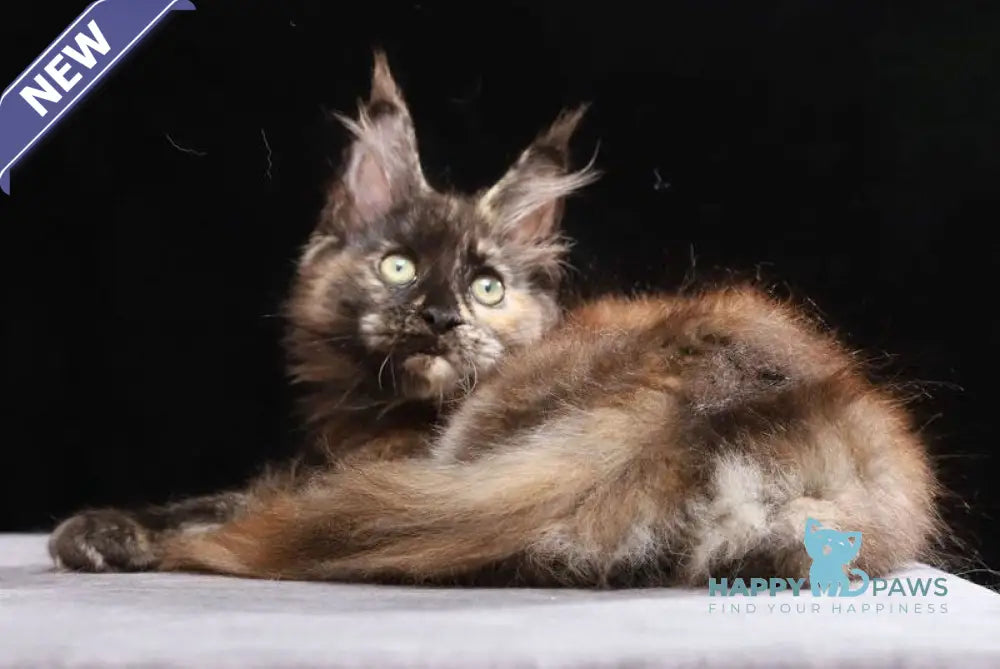 Vivian Maine Coon female black tortie silver live animals