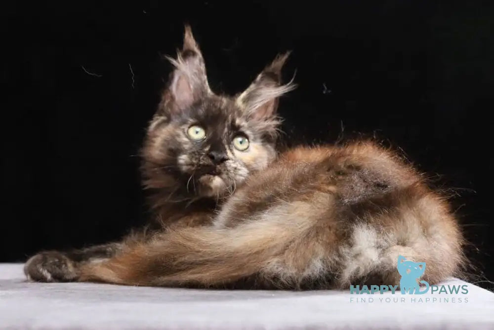 Vivian Maine Coon female black tortie silver live animals