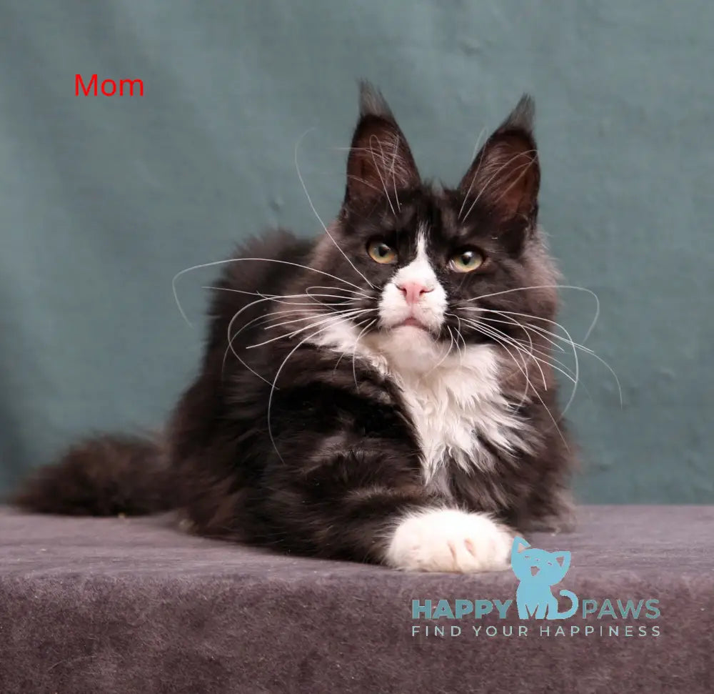 Vivian Maine Coon female black tortie silver live animals
