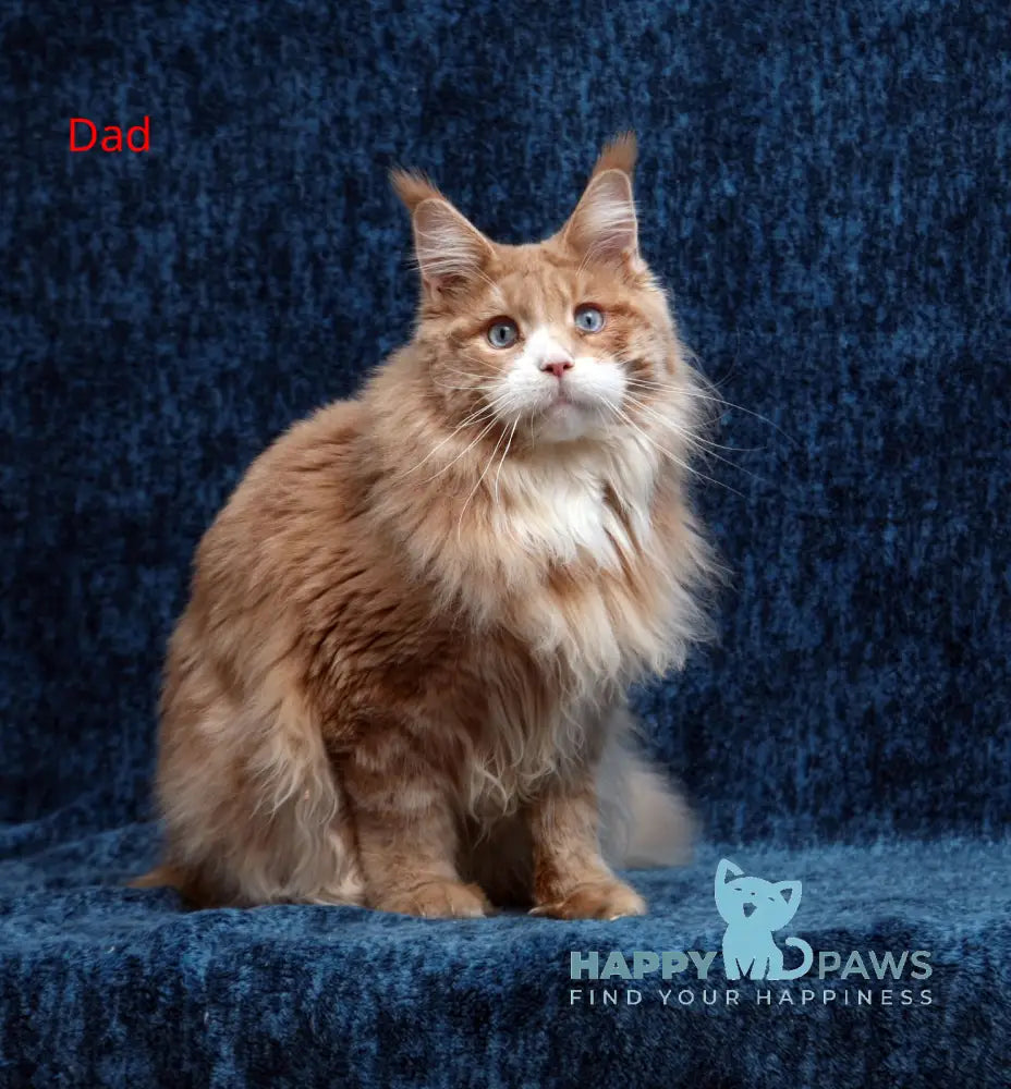 Vivian Maine Coon female black tortie silver live animals