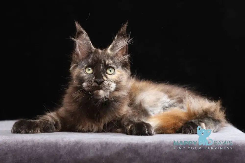 Vivian Maine Coon female black tortie silver live animals