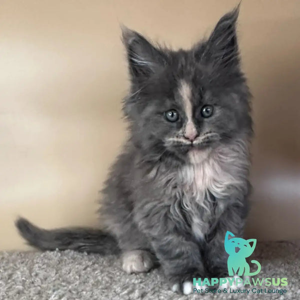 Vivian Maine Coon female blue tortie with white - live animals
