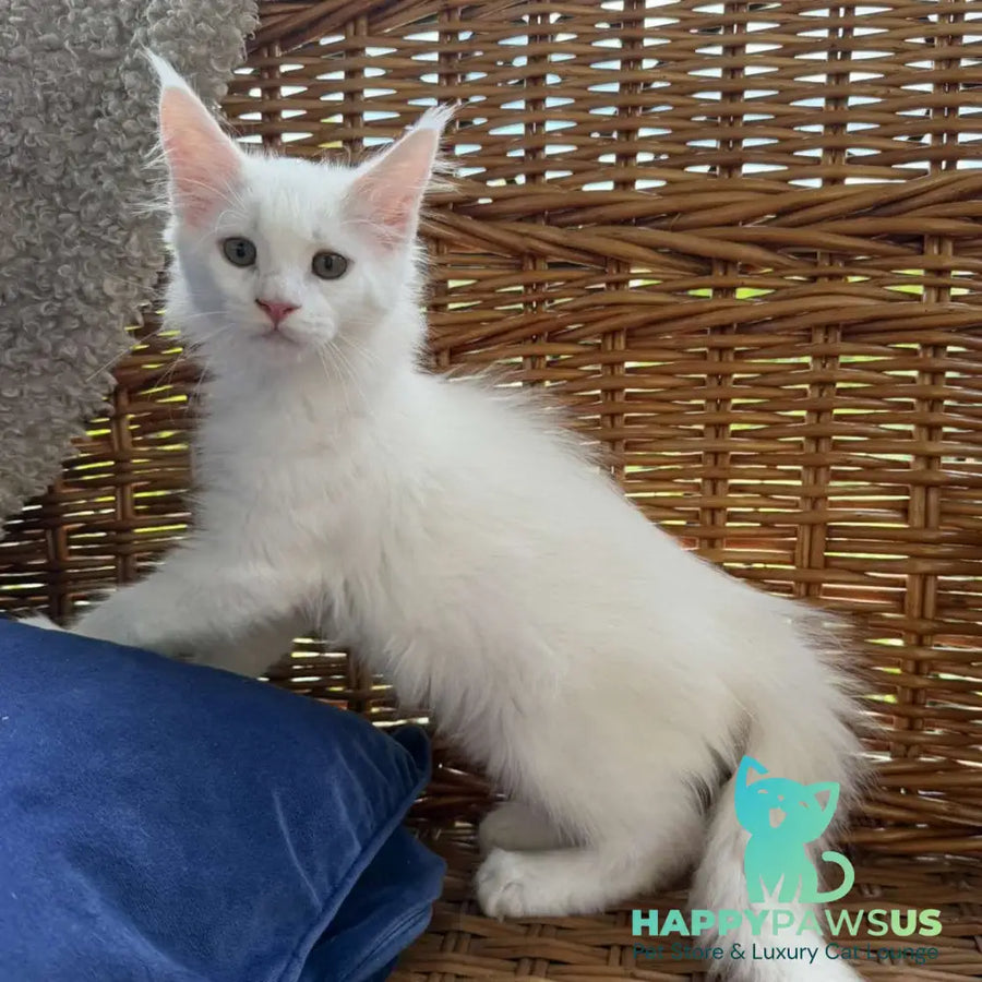 Vivian Maine Coon male white - live animals