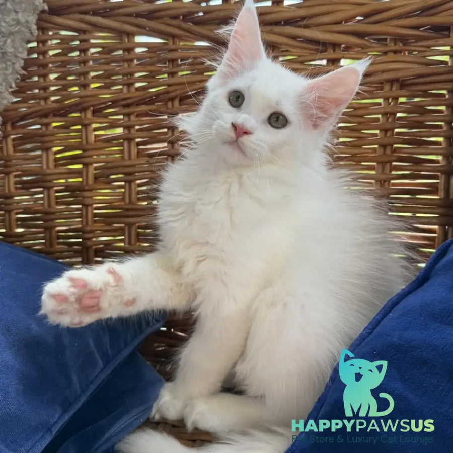 Vivian Maine Coon male white - live animals