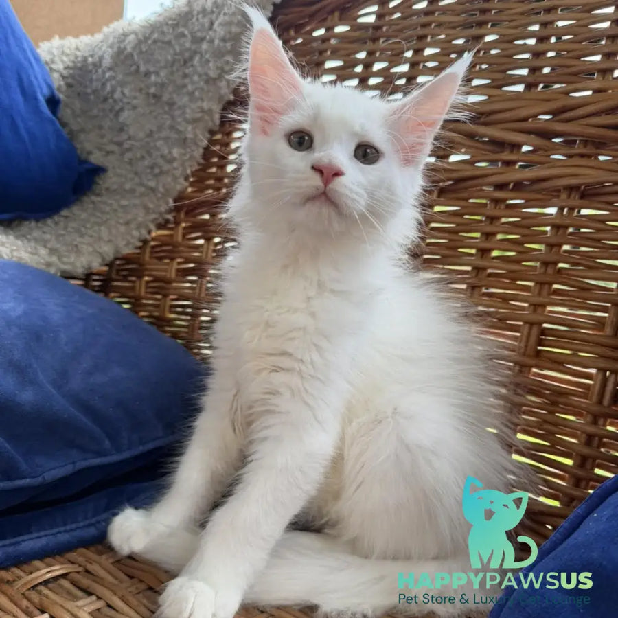 Vivian Maine Coon male white - live animals