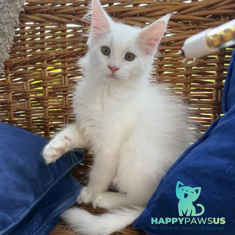 Vivian Maine Coon male white - live animals
