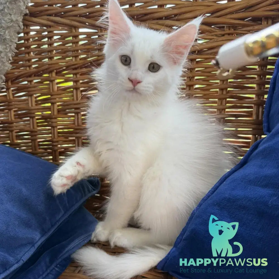 Vivian Maine Coon male white - live animals