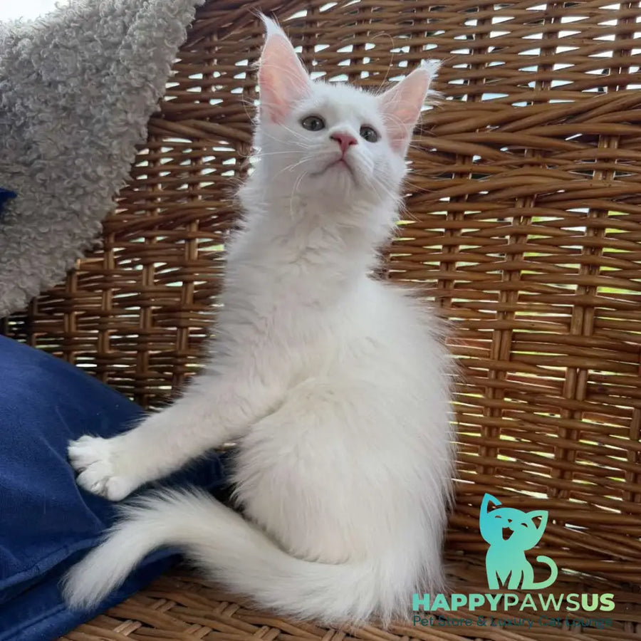 Vivian Maine Coon male white - live animals