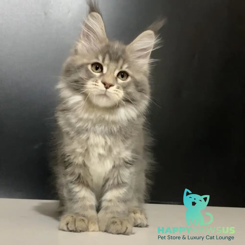 Vivian Maine Coon polydactyl 6x6x6x6 female blue tortie tabby - live animals