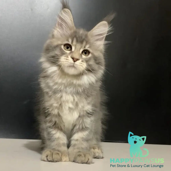 Vivian Maine Coon polydactyl 6x6x6x6 female blue tortie tabby - live animals