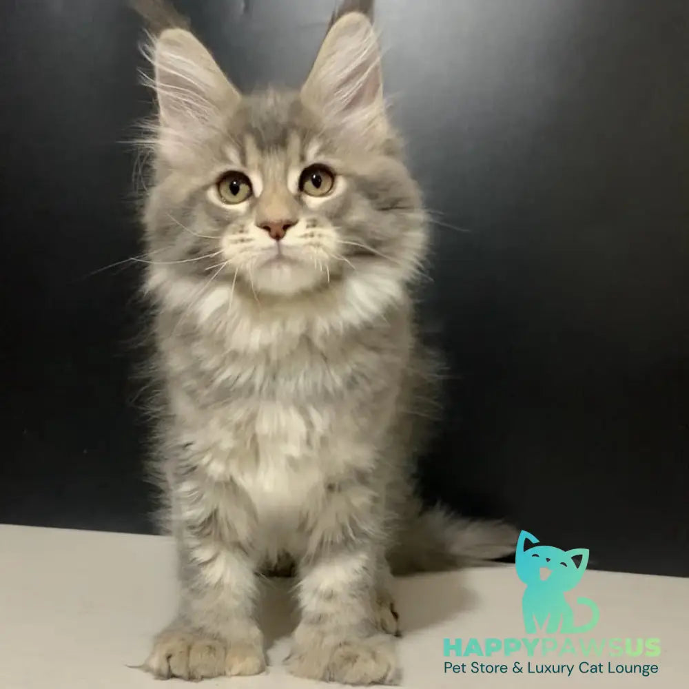 Vivian Maine Coon polydactyl 6x6x6x6 female blue tortie tabby - live animals