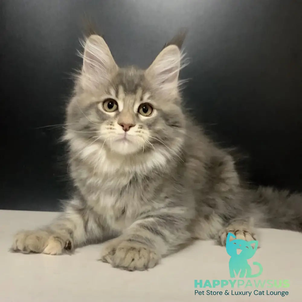 Vivian Maine Coon polydactyl 6x6x6x6 female blue tortie tabby - live animals