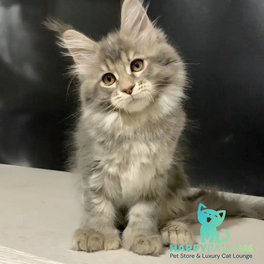 Vivian Maine Coon polydactyl 6x6x6x6 female blue tortie tabby - live animals