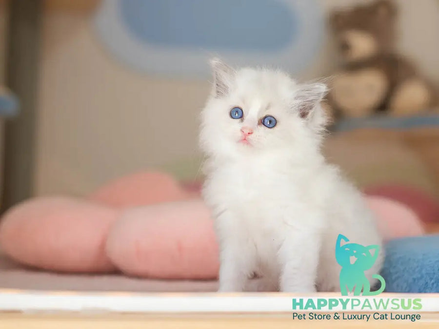 Vivian Ragdoll female blue bicolour - live animals