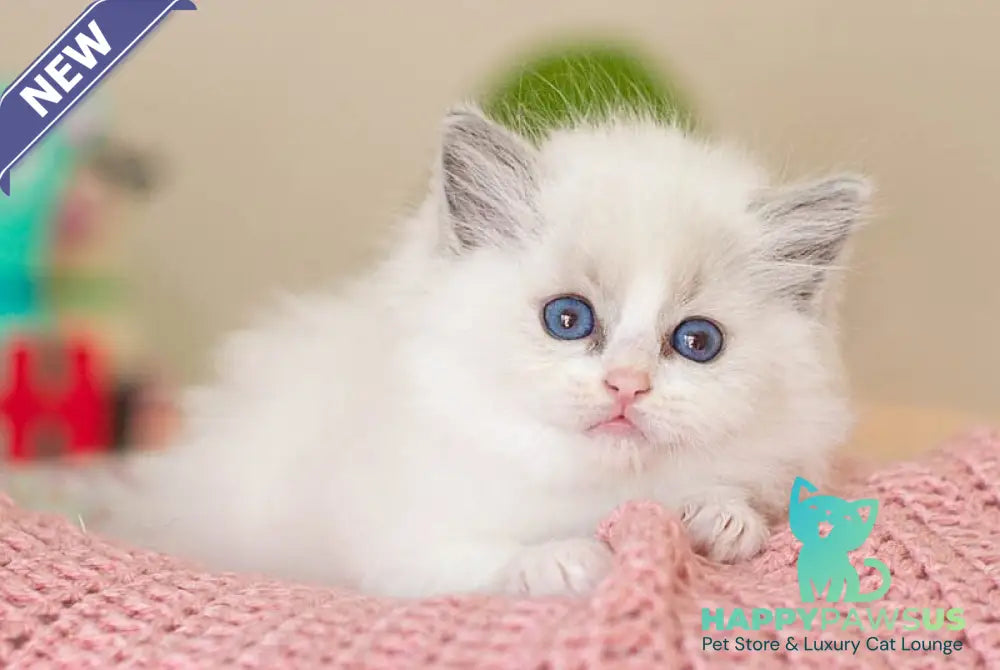 Vivian Ragdoll female blue bicolour - live animals