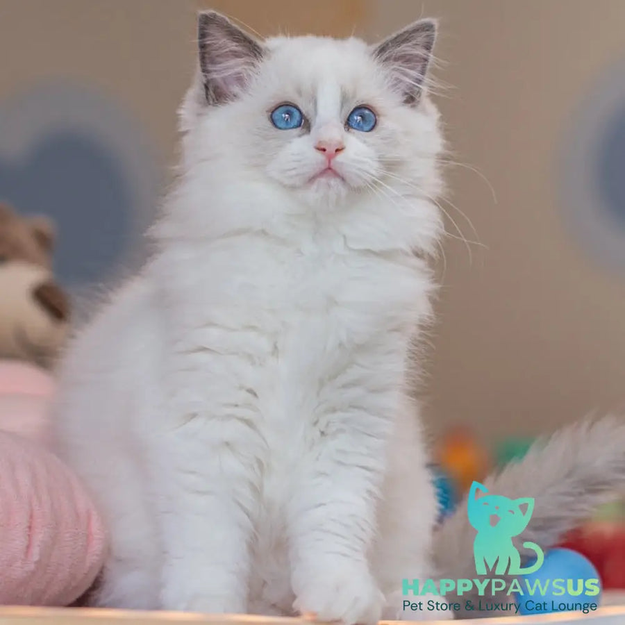 Vivian Ragdoll female blue bicolour - live animals