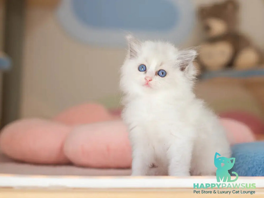 Vivian Ragdoll female blue bicolour - live animals