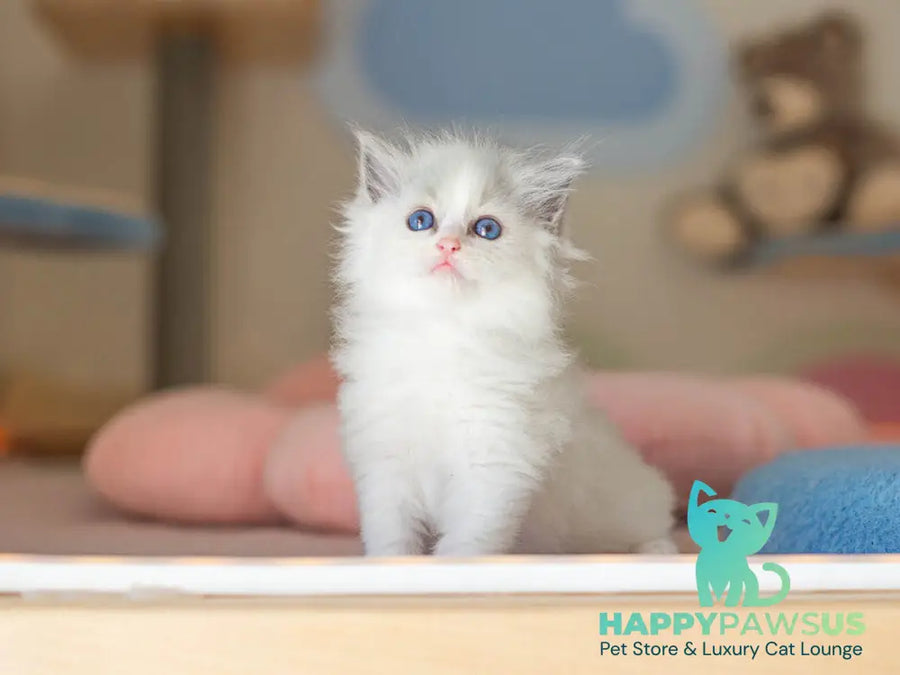 Vivian Ragdoll female blue bicolour - live animals