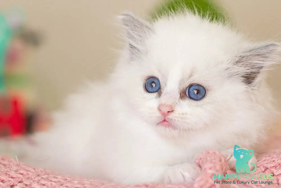 Vivian Ragdoll female blue bicolour - live animals