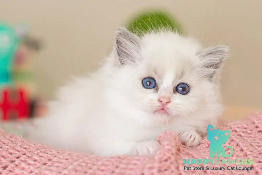 Vivian Ragdoll female blue bicolour - live animals