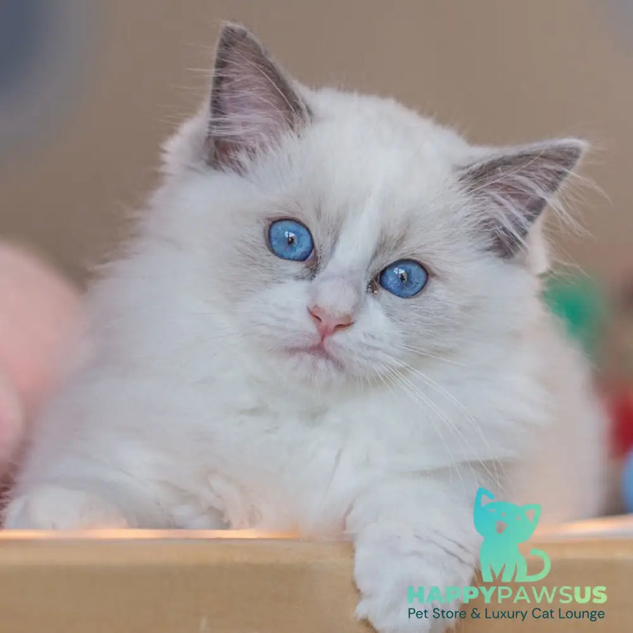 Vivian Ragdoll female blue bicolour - live animals