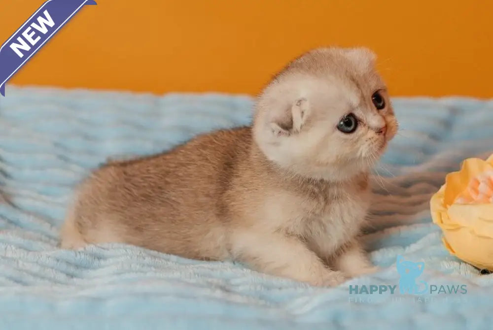 Vivian Scottish Fold female black silver ticked tabby live animals