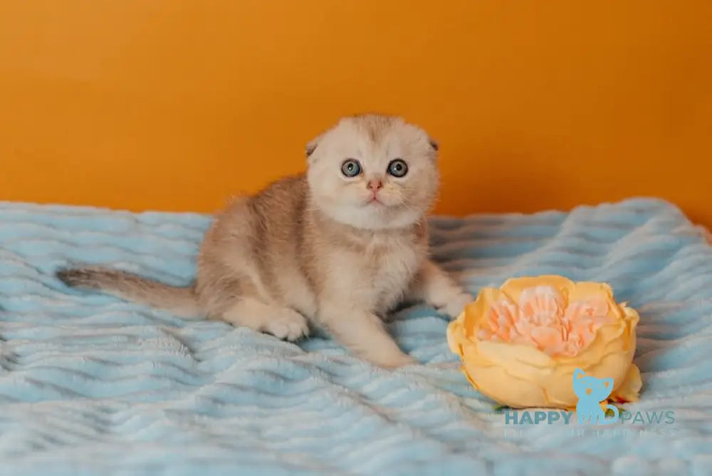 Vivian Scottish Fold female black silver ticked tabby live animals