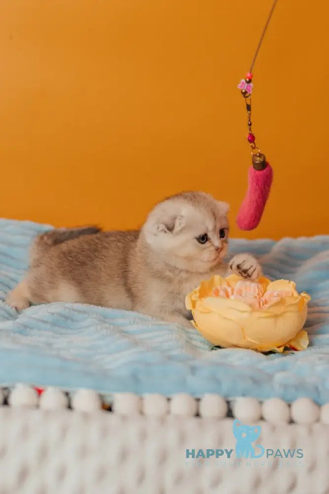 Vivian Scottish Fold female black silver ticked tabby live animals