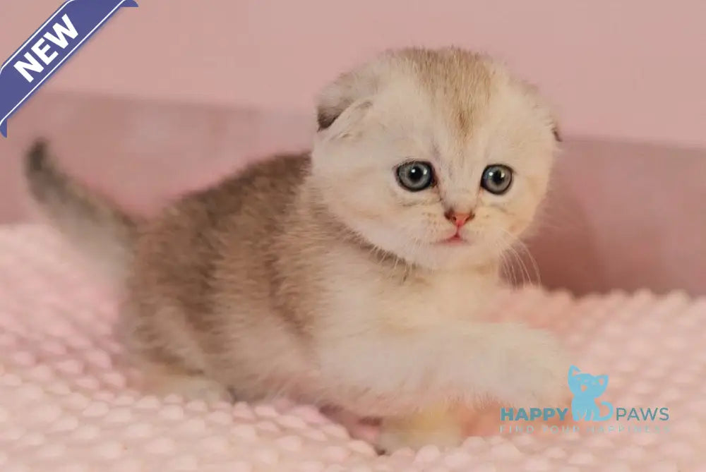 Vivian Scottish Fold female black silver ticked tabby live animals