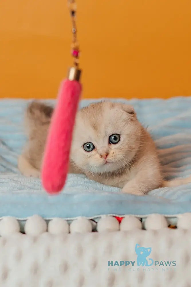 Vivian Scottish Fold female black silver ticked tabby live animals