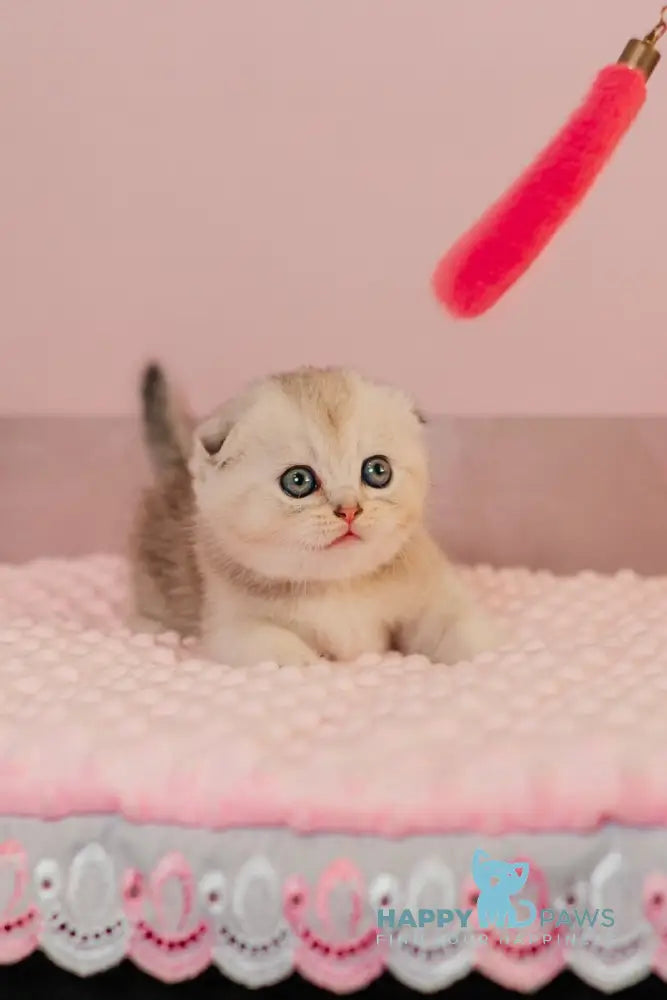 Vivian Scottish Fold female black silver ticked tabby live animals